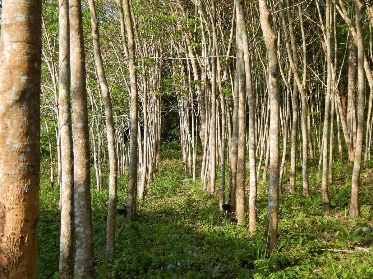 Rubber Tree Resort Ko Lanta Eksteriør bilde